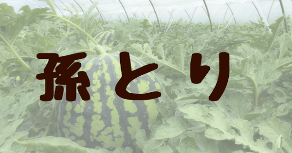 今日のすいか栽培 孫とり編 Ume Farm