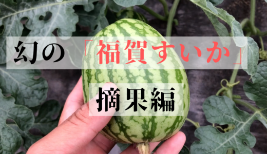 21年版 スイカの雄花と雌花ってどうなってるの シーズン出荷玉 幻の 福賀すいか の栽培の様子をお届け 授粉 Ume Farm