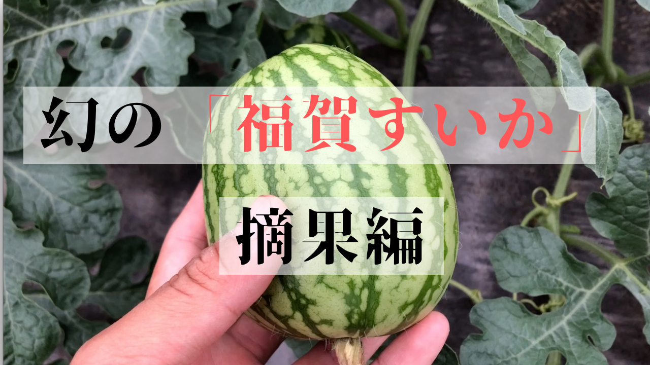 19年版 僕らは今日もせっせとリスクをとる シーズン出荷玉 幻の 福賀すいか の栽培の様子をお届け 摘果 Ume Farm