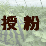 今日のすいか「授粉」