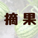 今日のすいか「摘果編」