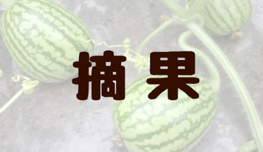 今日のすいか「摘果編」