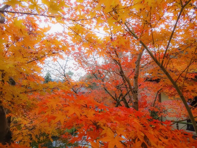京都　紅葉　混雑